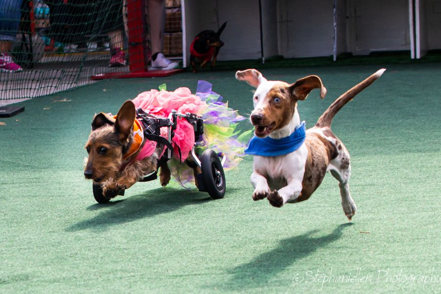 Two dogs playing outdoors, one in a colorful wheelchair costume racing alongside a leaping Jack Russell terrier on green turf.