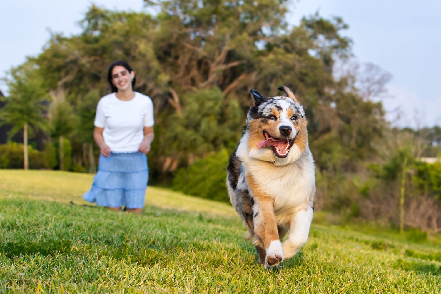 Happy Australian Shepherd dog running across green grass toward camera with woman in background.