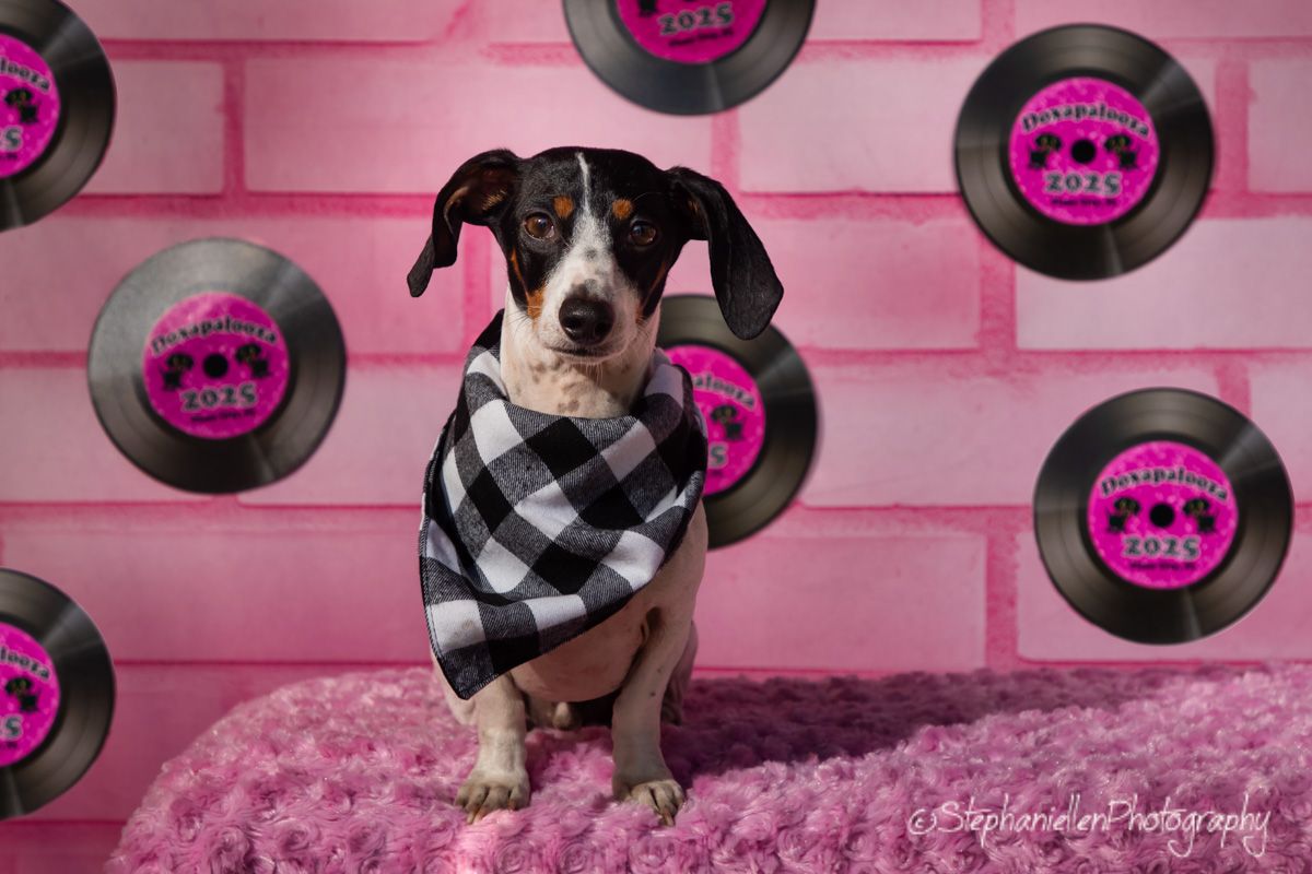 A cute dog wearing a plaid bandana sits on pink fur surrounded by vinyl record decorations on a pink brick backdrop.