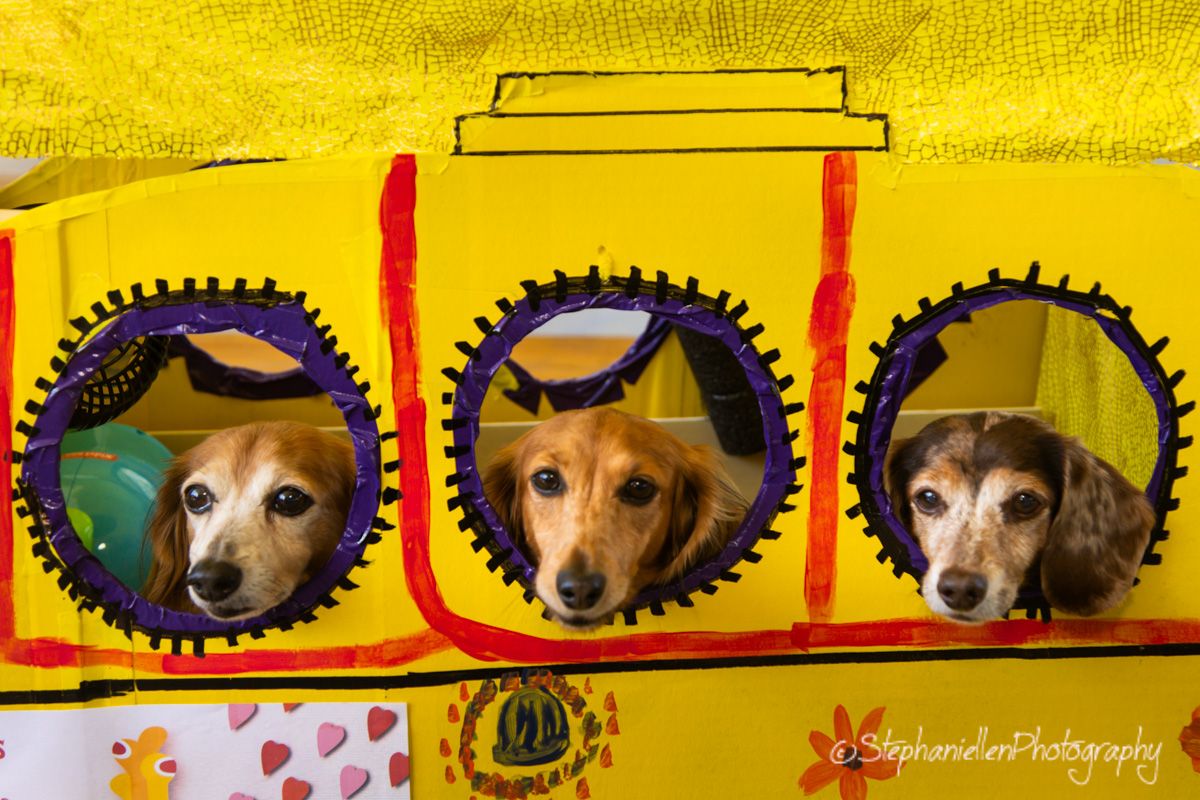 Three adorable dogs peek through circular windows of a yellow submarine-themed cardboard box prop.