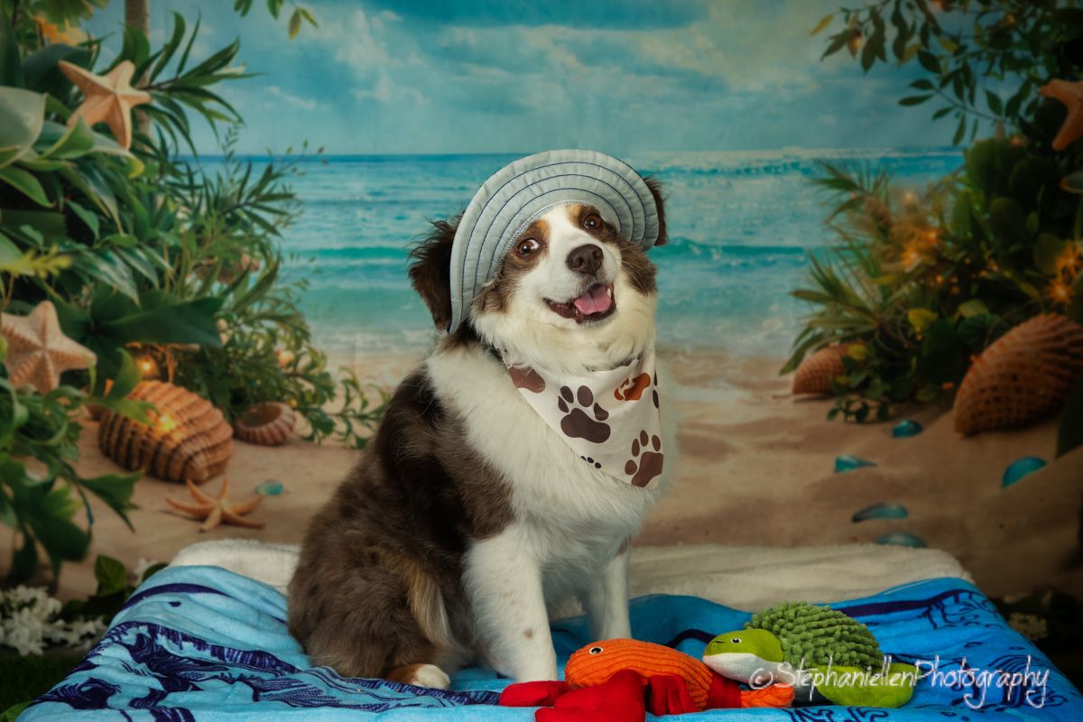 An Australian Shepherd wearing a hat and bandana sits on a beach-themed photo backdrop.