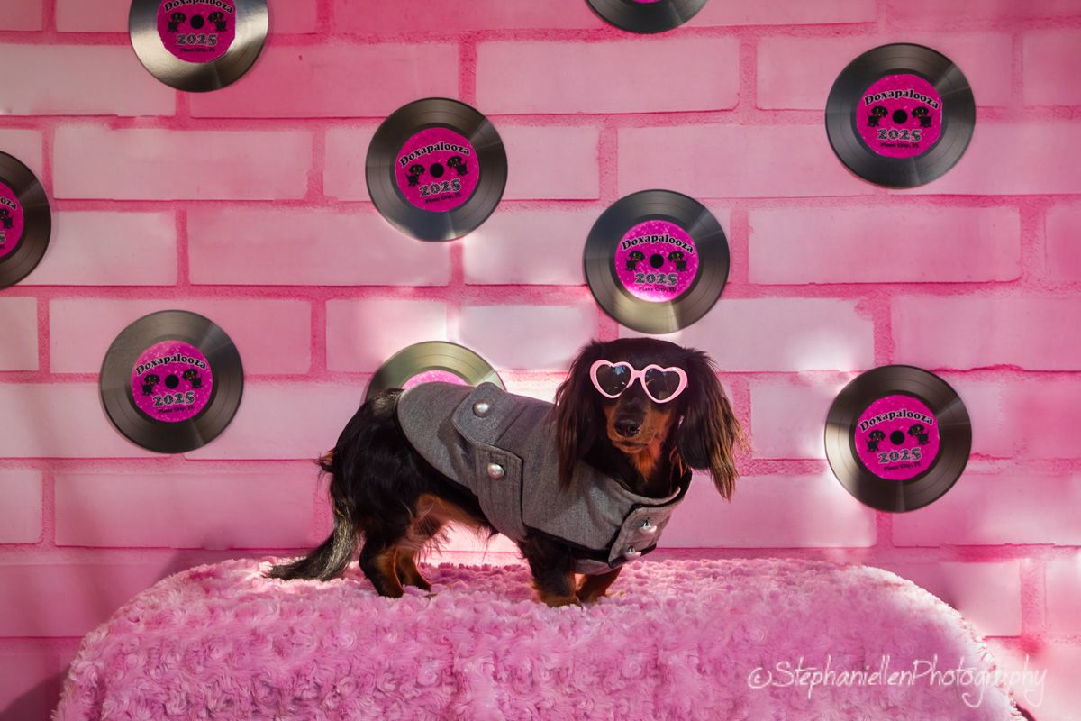 Dachshund in gray jacket and pink heart sunglasses posing on pink fur with vinyl record backdrop.
