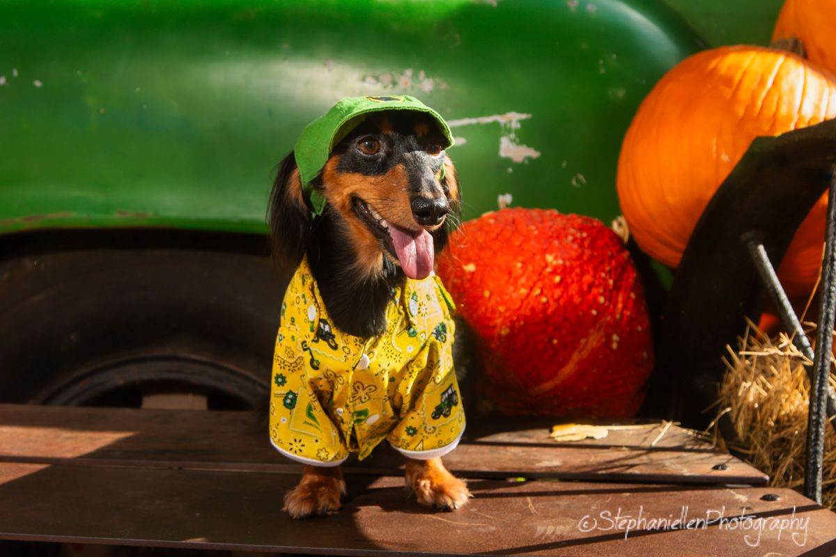 A dachshund dog dressed in a yellow outfit and green hat poses near pumpkins and a green tractor in a fall harvest scene.