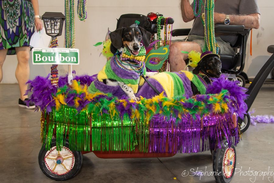 A festive dog rides in a Mardi Gras decorated wagon with colorful feathers and beads near a Bourbon Street sign.