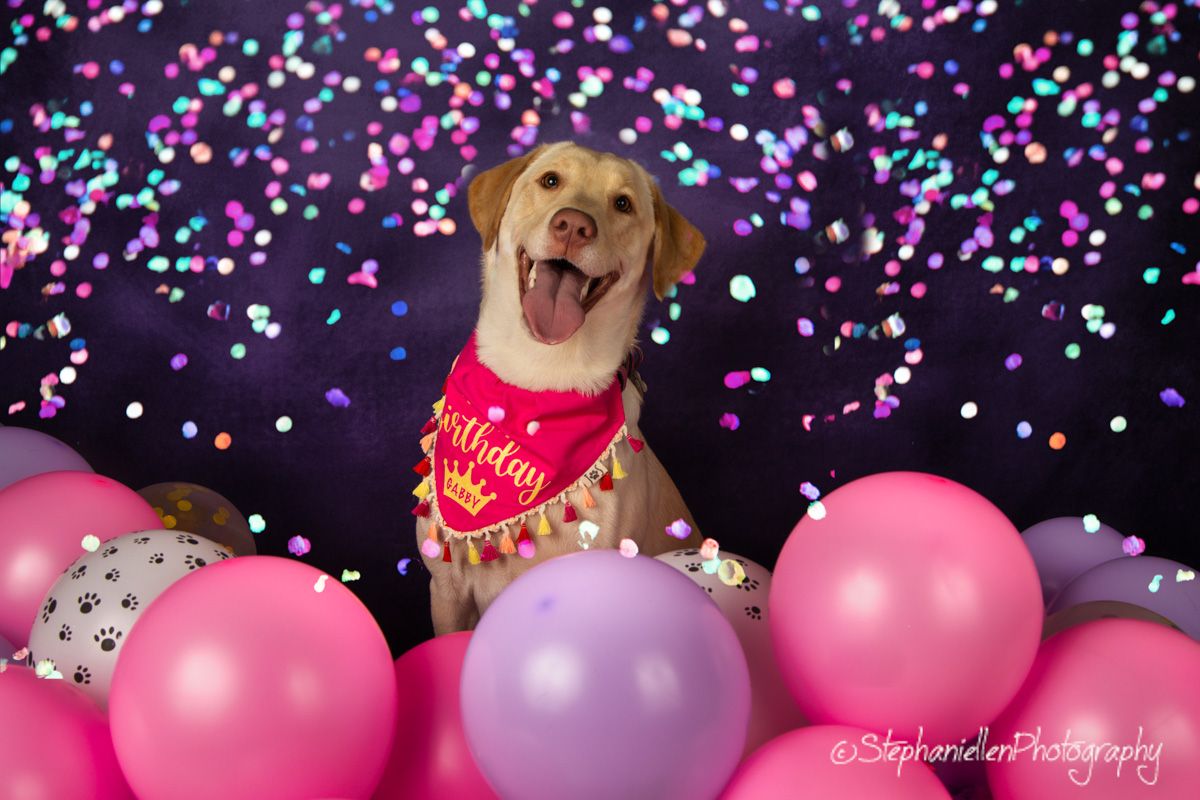 Happy Labrador wearing a birthday bandana surrounded by pink and purple balloons and confetti.