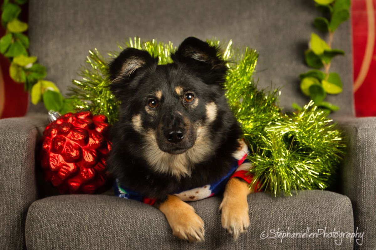 Fluffy black and tan dog relaxes on chair adorned with green tinsel and red Christmas bow.