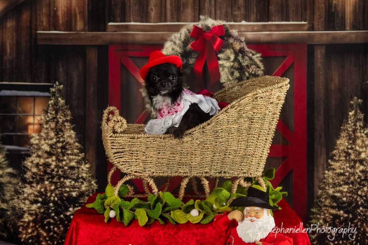 Small black dog in Santa hat sits in wicker sleigh with holiday decorations and Santa figurine.