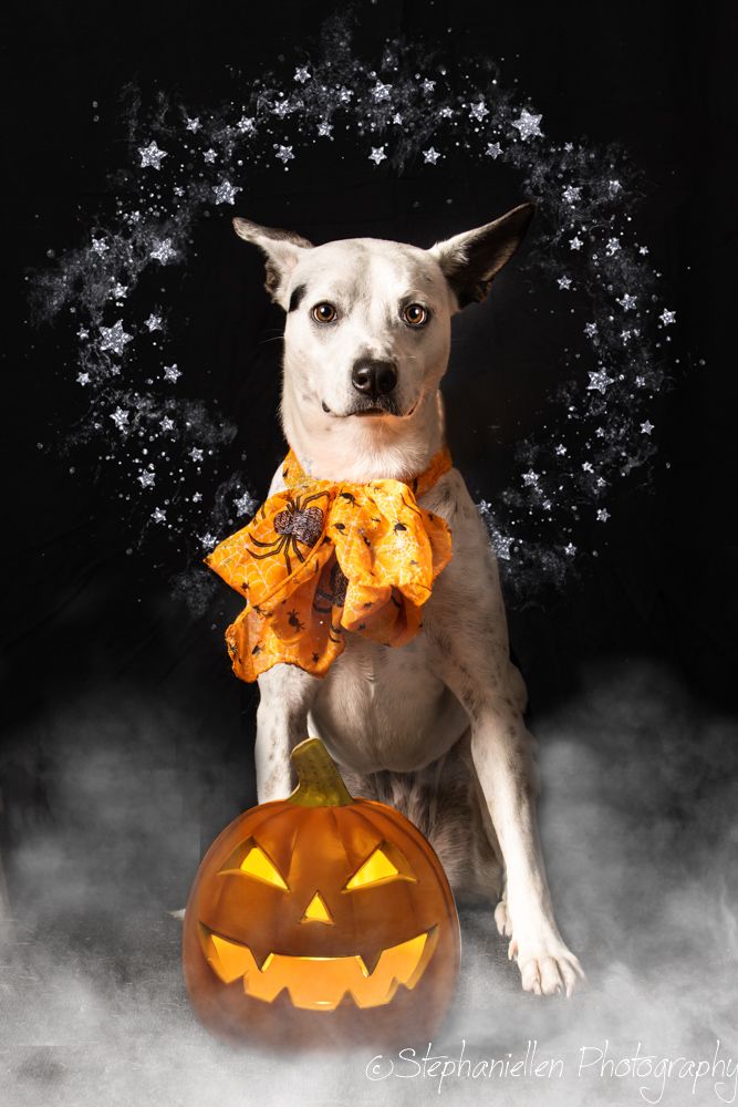 White dog wearing orange Halloween bandana sitting beside glowing jack-o-lantern pumpkin.