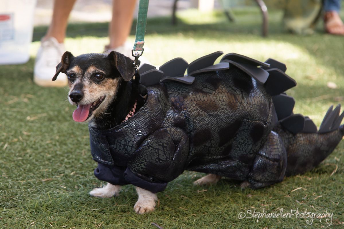 A happy dachshund dog wearing a black dinosaur costume on a green grass lawn.