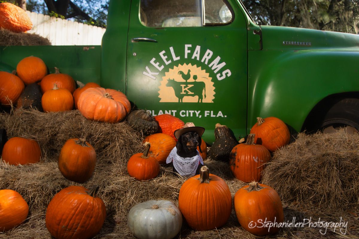 Black dog in pumpkin patch at Keel Farms Plant City Florida with green vintage truck and orange pumpkins on hay bales.