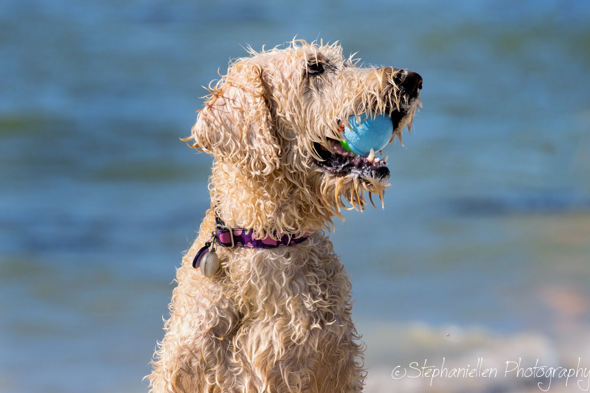 Wet curly-haired dog holds a blue ball in its mouth at the beach.