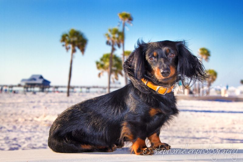 Long-haired black and tan Dachshund sitting on white sand beach with palm trees in background.