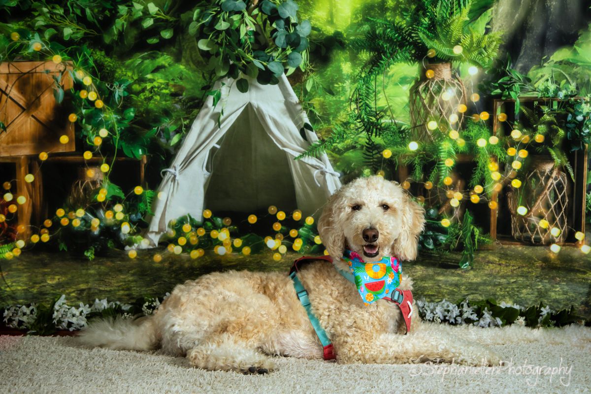 A golden Goldendoodle wearing a colorful bandana rests on carpet before a enchanting forest teepee backdrop.