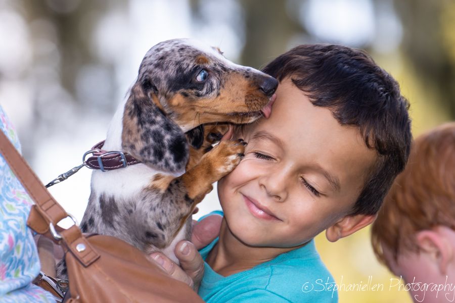 A dachshund puppy licks a smiling young boy's cheek while being held outdoors.