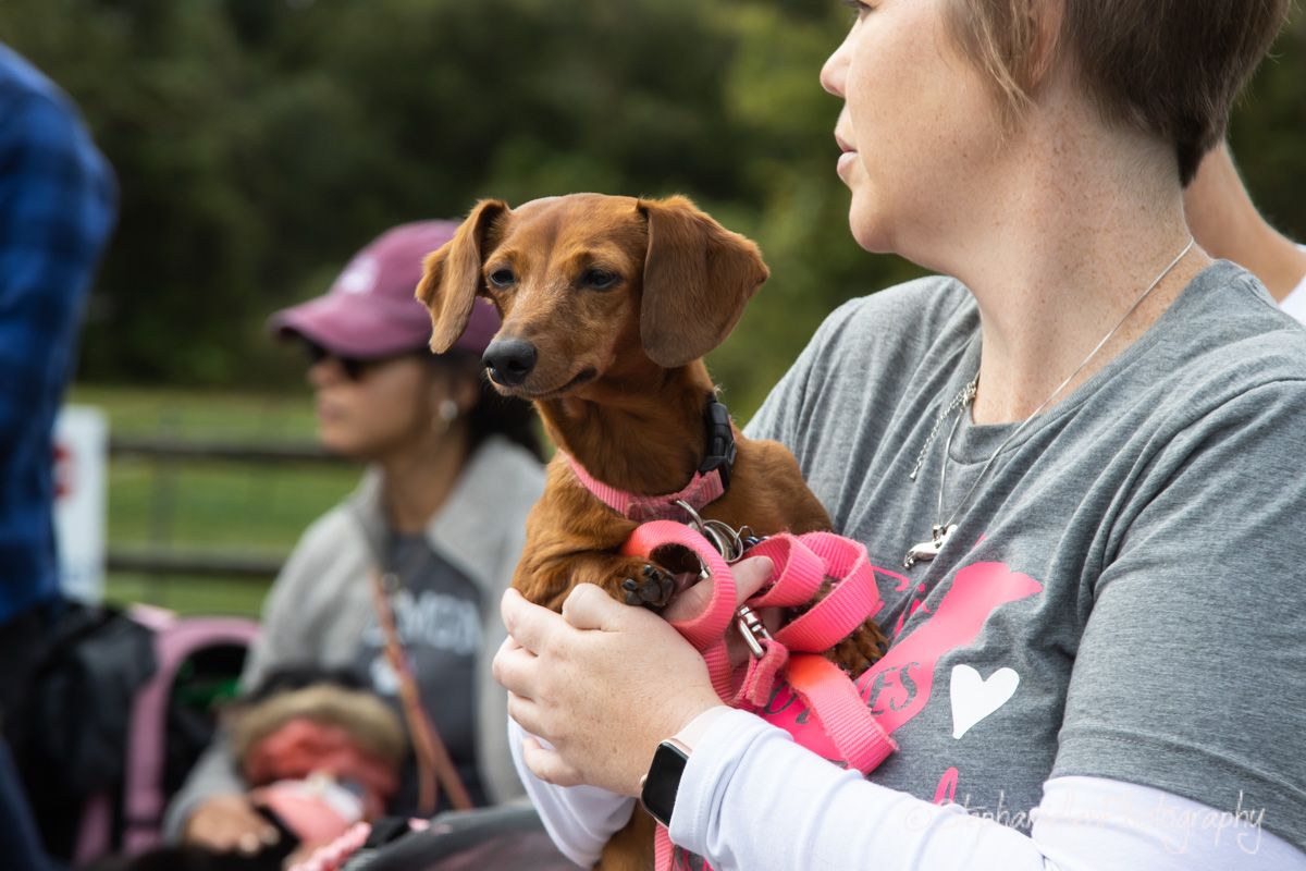 Woman holding a brown dachshund dog wearing a pink harness at an outdoor event with people in background.