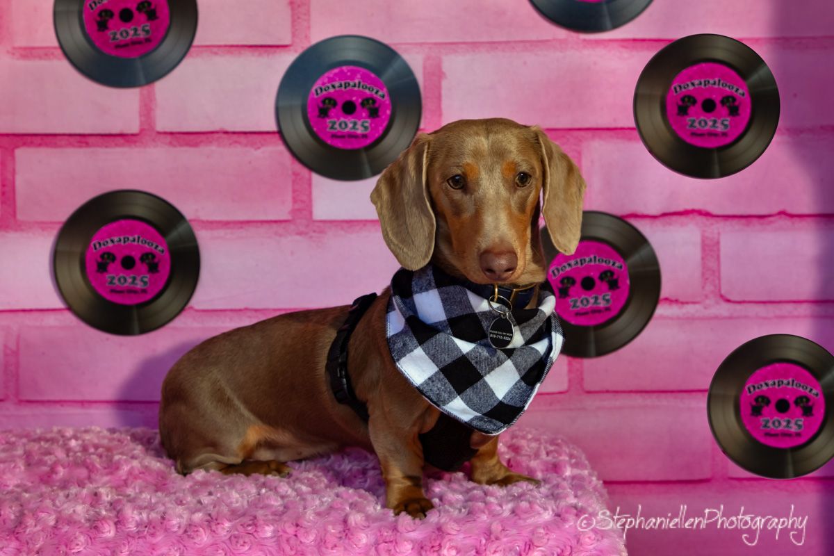 A cute dachshund wearing a plaid bandana poses against a pink backdrop with vinyl record decorations.
