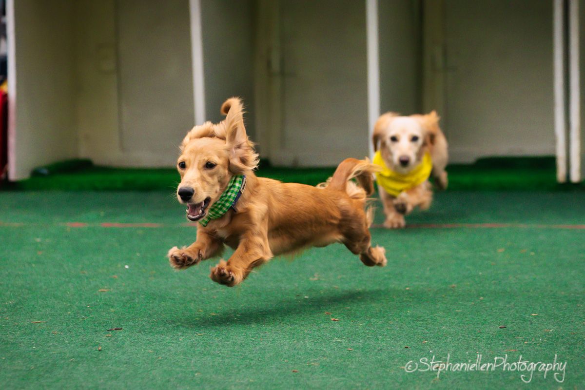 Two golden dachshunds racing on green turf, one wearing a green collar and the other a yellow bandana.