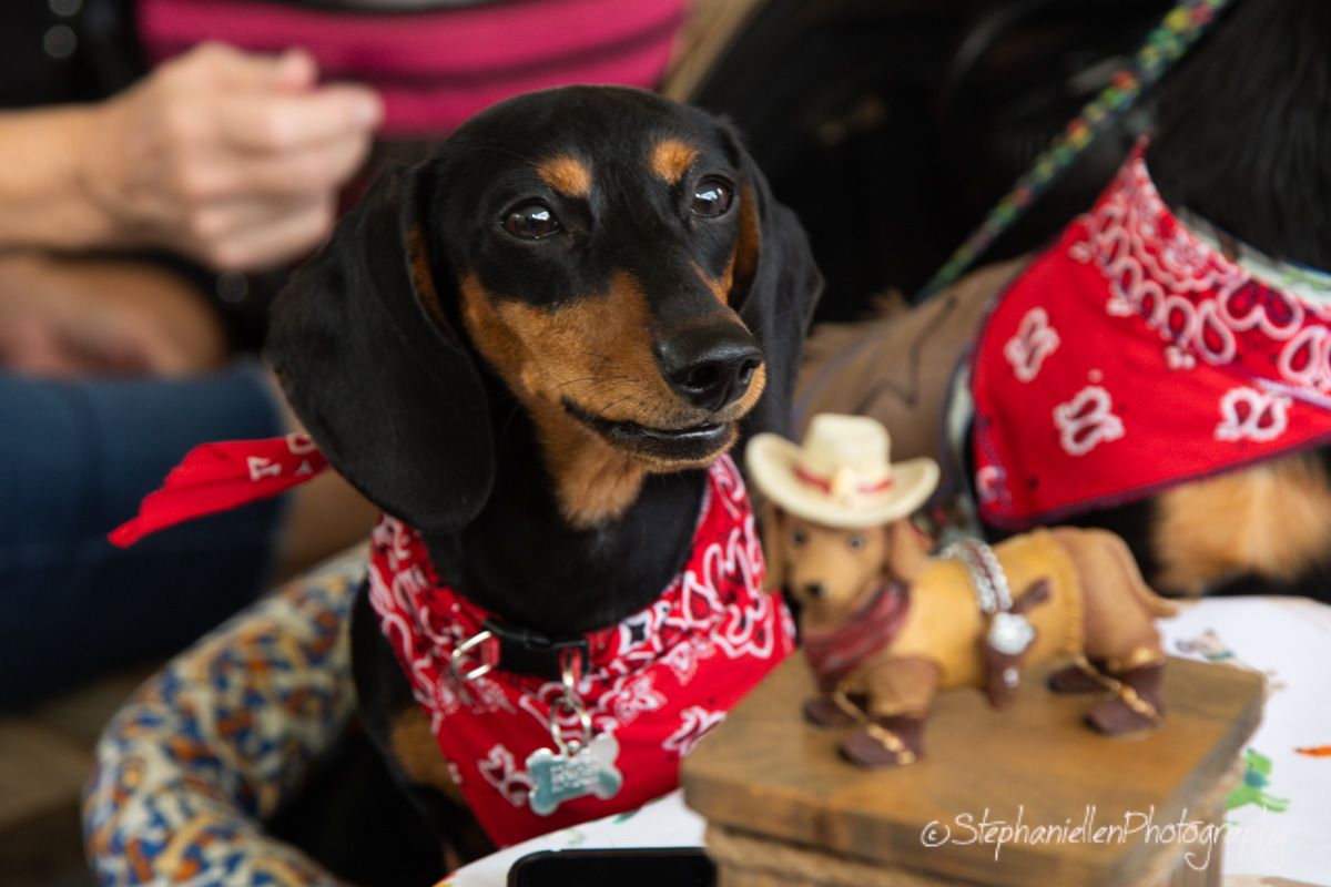Dachshund wearing red bandana sits on table at dog show event with cowboy-themed decorations nearby.