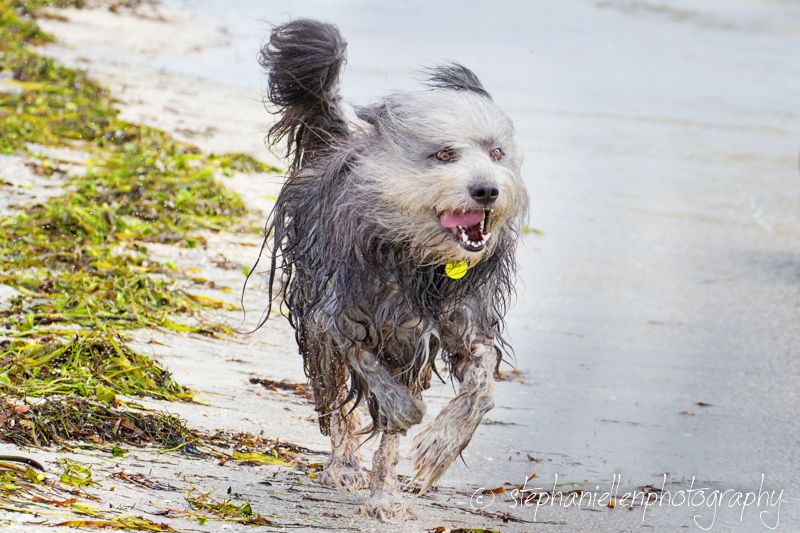Wet shaggy gray dog running happily along beach shoreline with yellow ball in mouth.