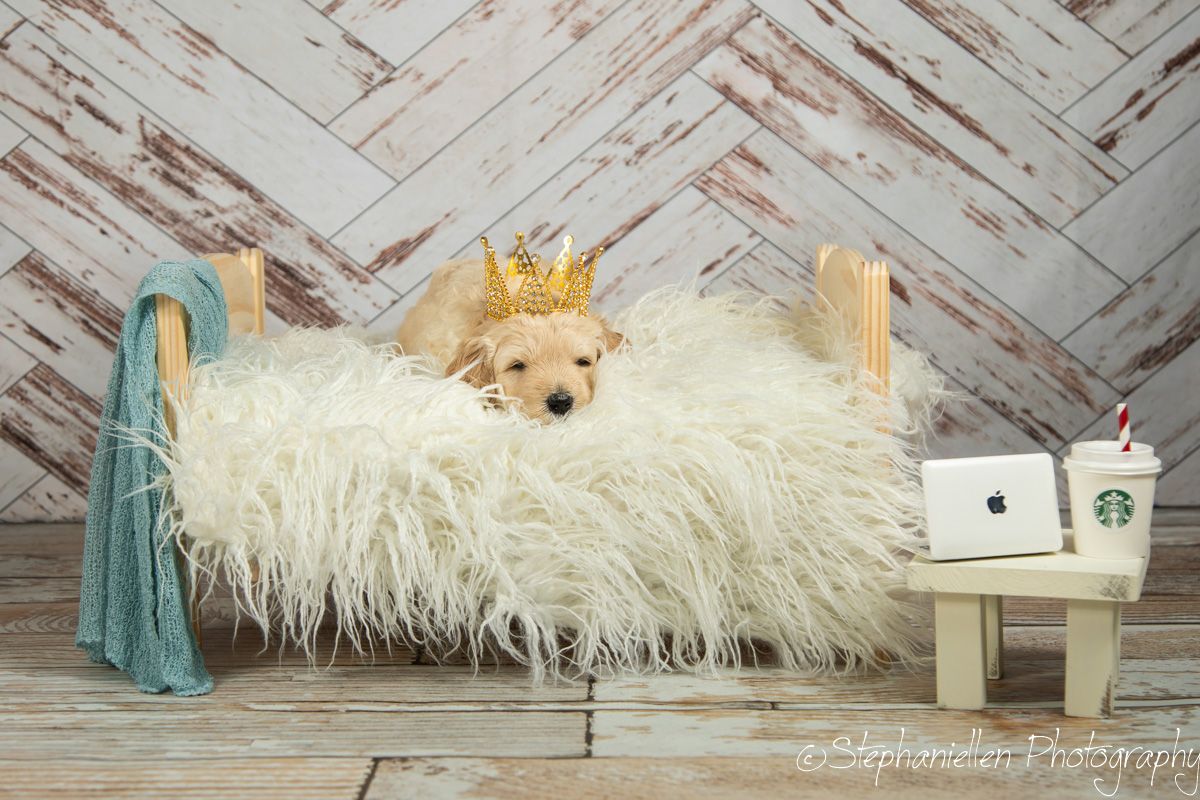 Tiny golden puppy wearing a crown rests in a fluffy white pet bed.