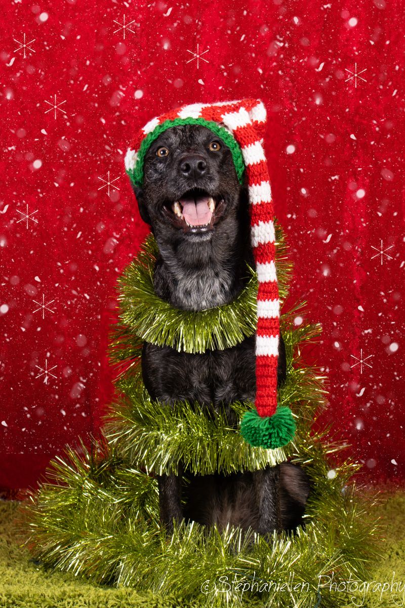 Black dog wearing a tall striped elf hat wrapped in green tinsel against red snowy backdrop.