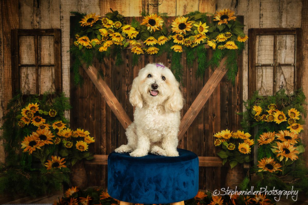 A fluffy white Bichon Frise sits on a blue velvet stool before a rustic barn door with sunflowers.