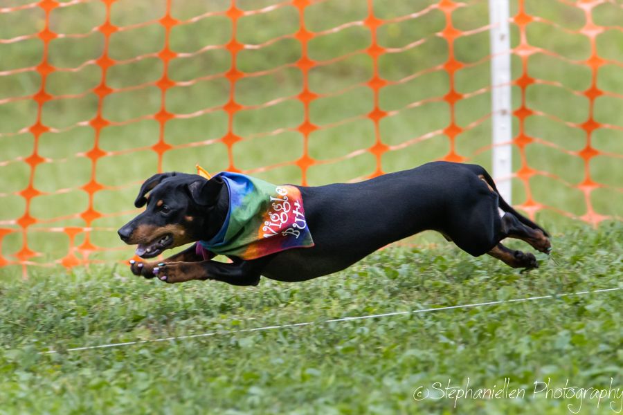 A black and tan dachshund wearing a rainbow bandana races across green grass at an outdoor dog racing event.