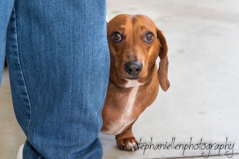 A brown miniature dachshund dog standing close to a person's legs on a light concrete floor.