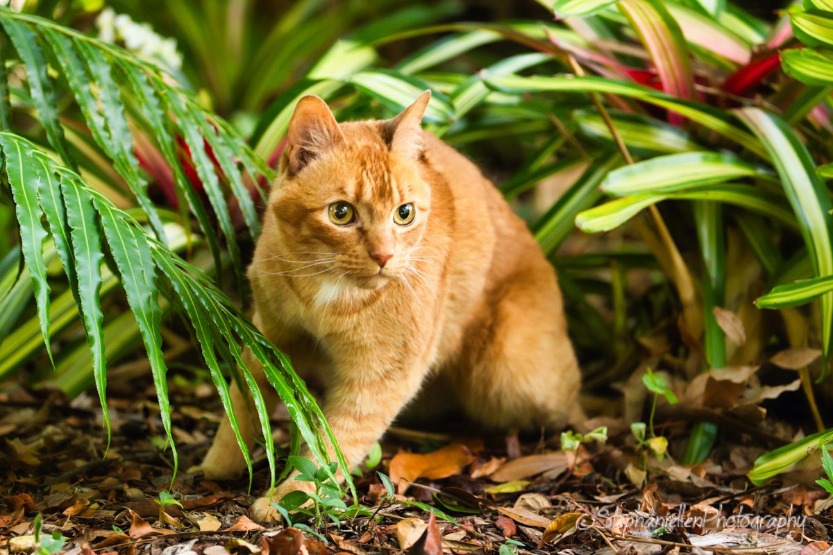 Orange tabby kitten crouching among tropical green and red foliage in a garden setting.