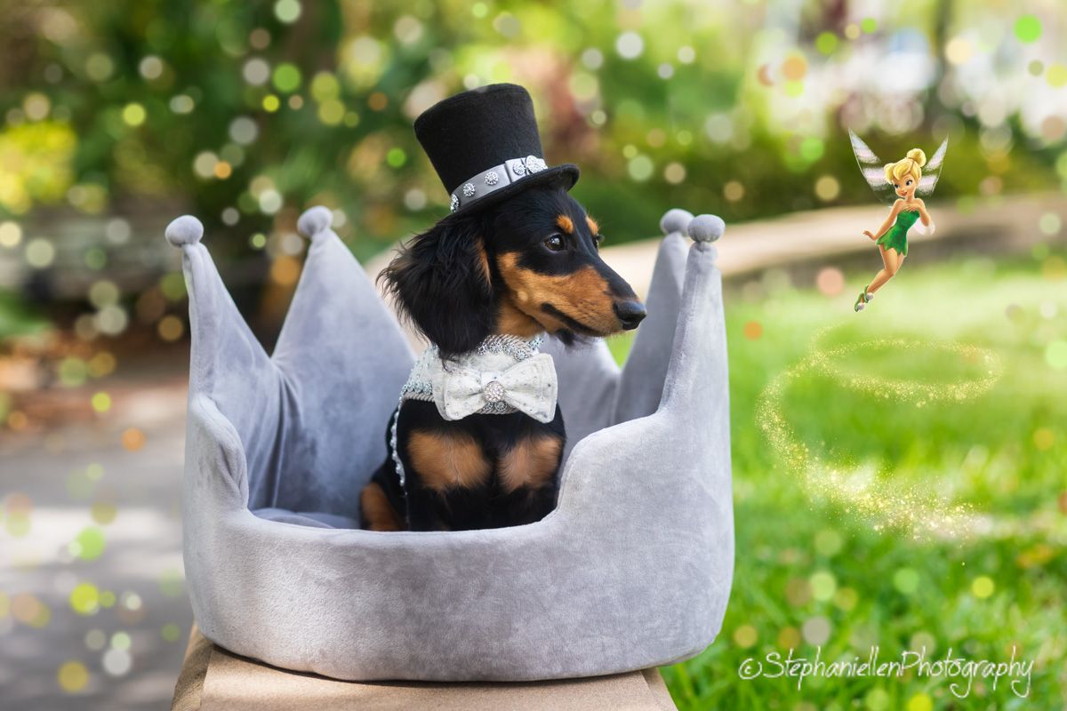 A Dachshund in a top hat and tuxedo sits in a crown-shaped pet bed outdoors with a fairy nearby.