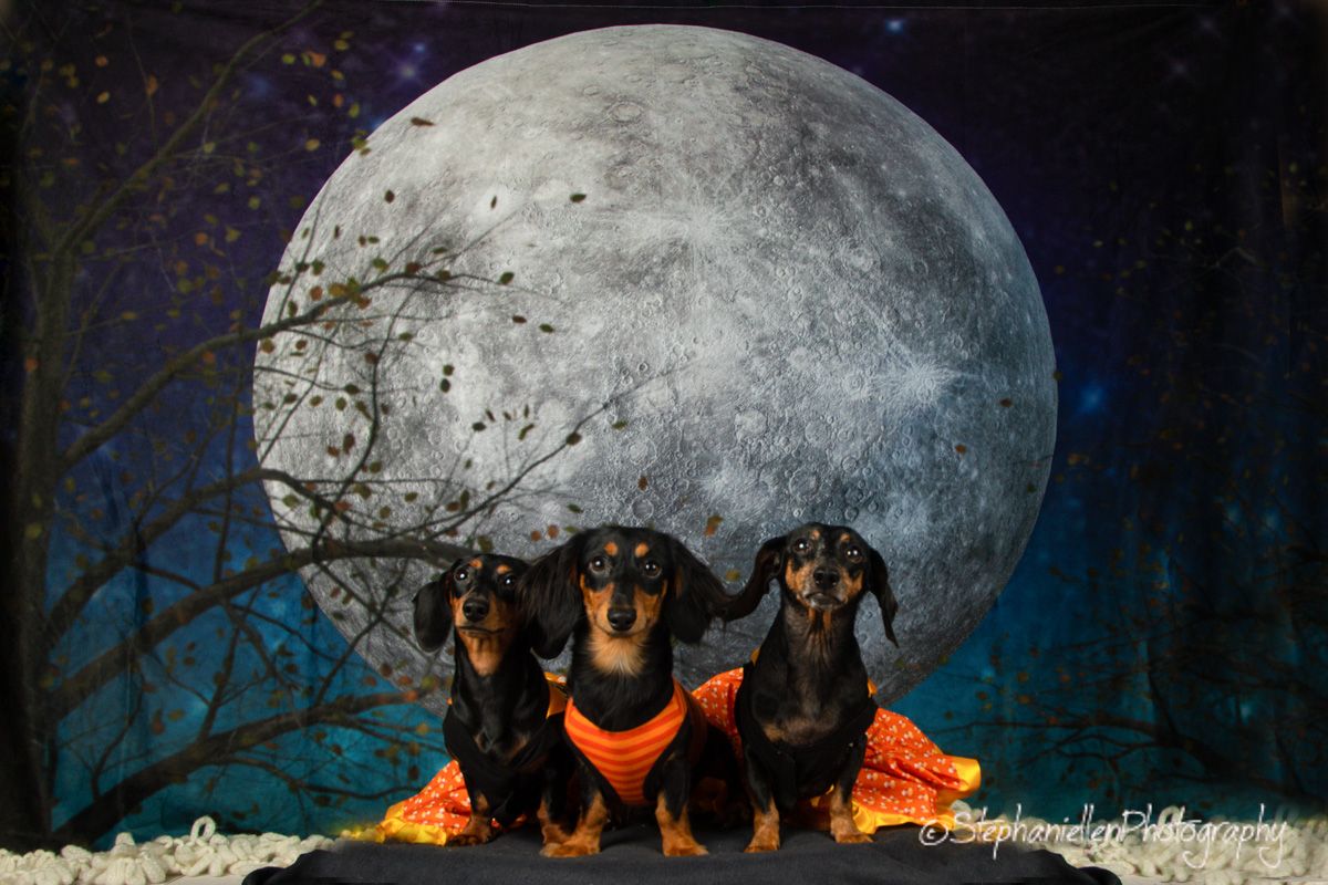 Three Dachshunds in Halloween costumes posed in front of a large full moon backdrop.