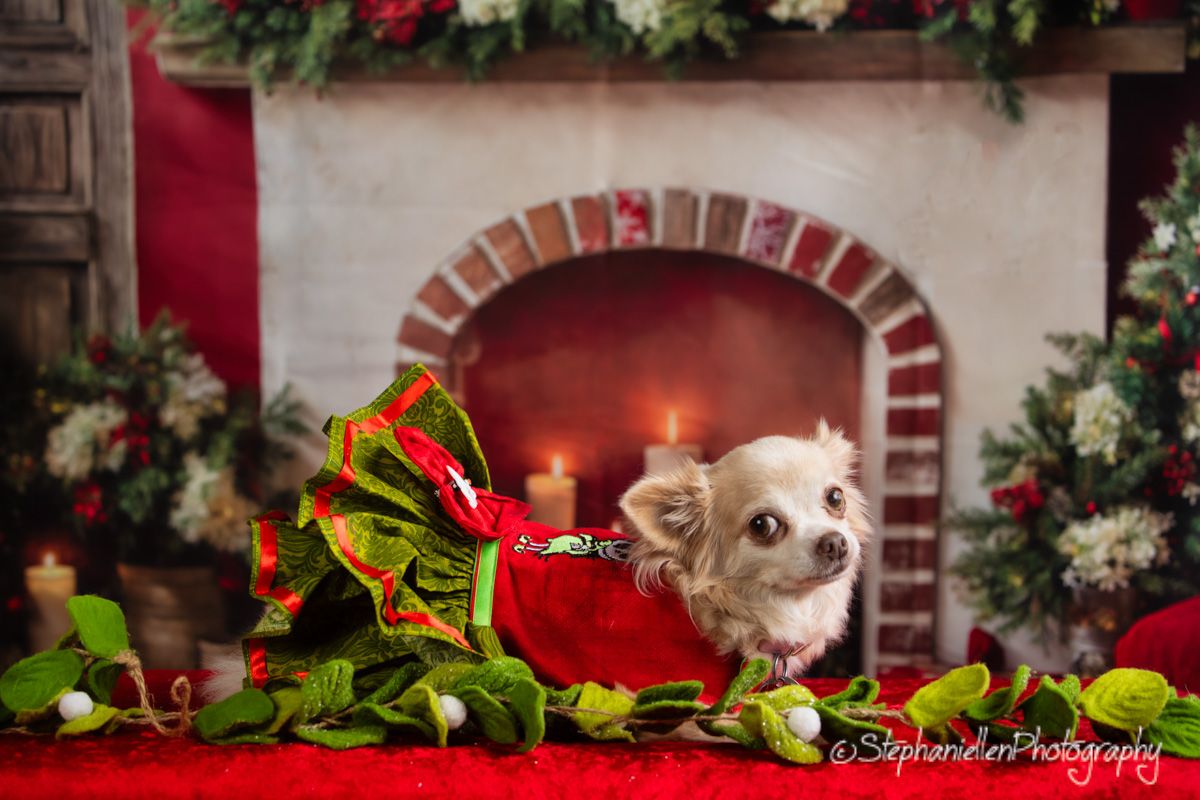 Small Chihuahua dog in red Christmas outfit near decorative fireplace.