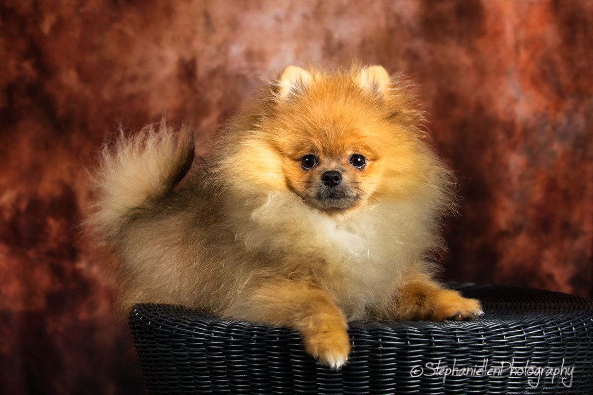 Fluffy orange Pomeranian poses in wicker basket against warm brown mottled background.
