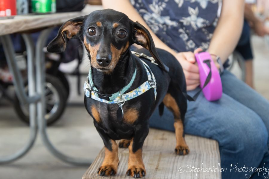 A black and tan dachshund wearing a blue harness sits on a wooden bench beside its owner at an outdoor event.