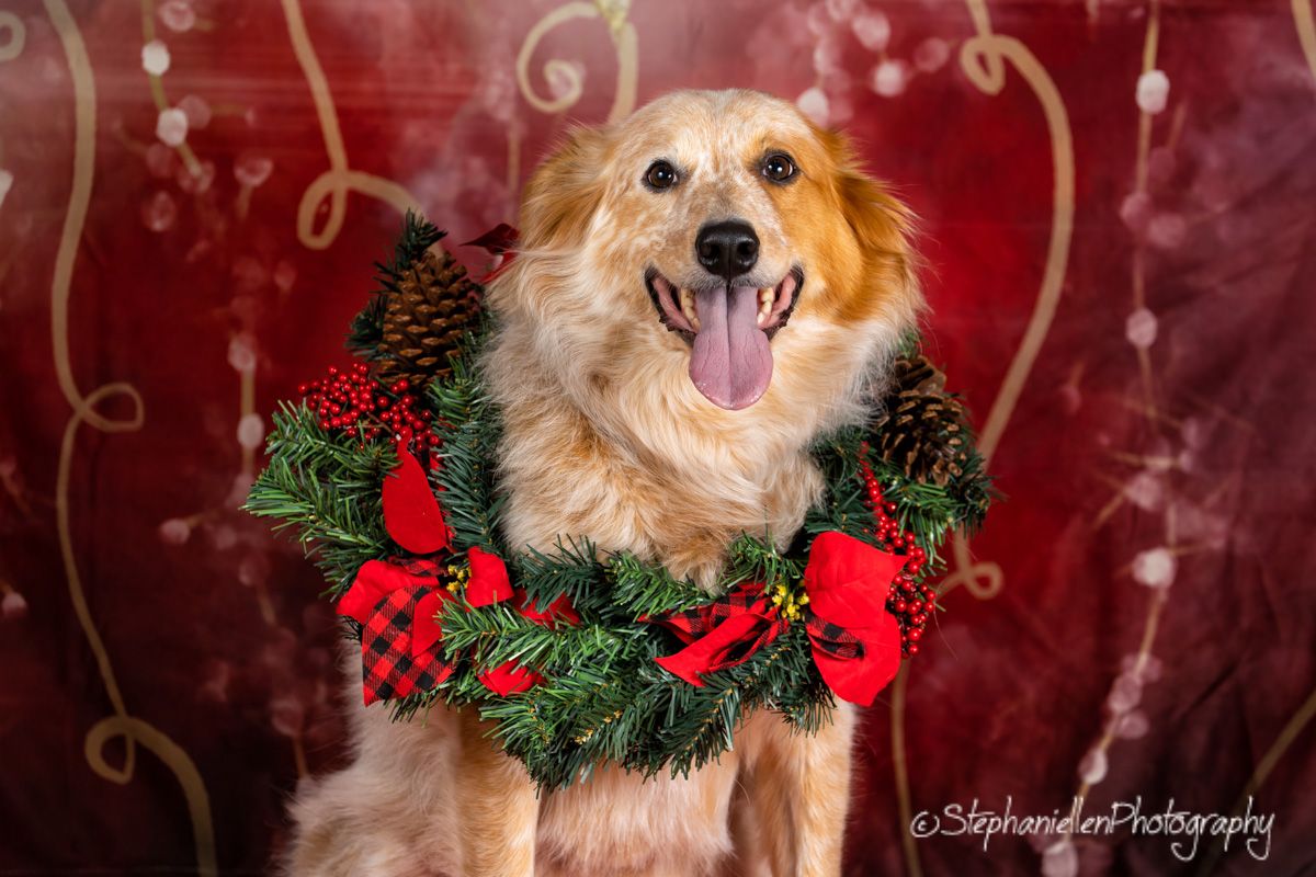 Golden Retriever wearing festive pine wreath with red bows sits against red holiday backdrop.