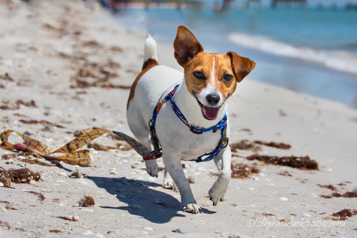Energetic Jack Russell Terrier in blue harness runs playfully along sunny sandy beach.
