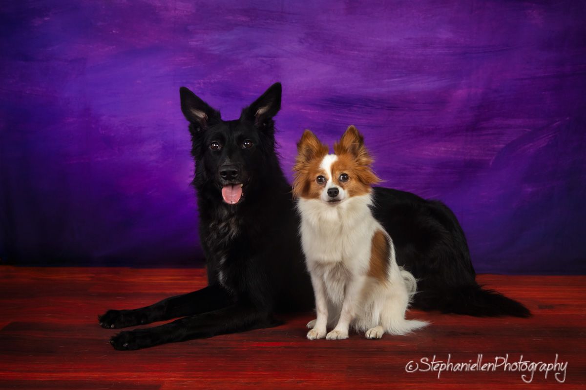 A large black German Shepherd and small Papillon dog pose together against a purple backdrop in a professional studio photo.