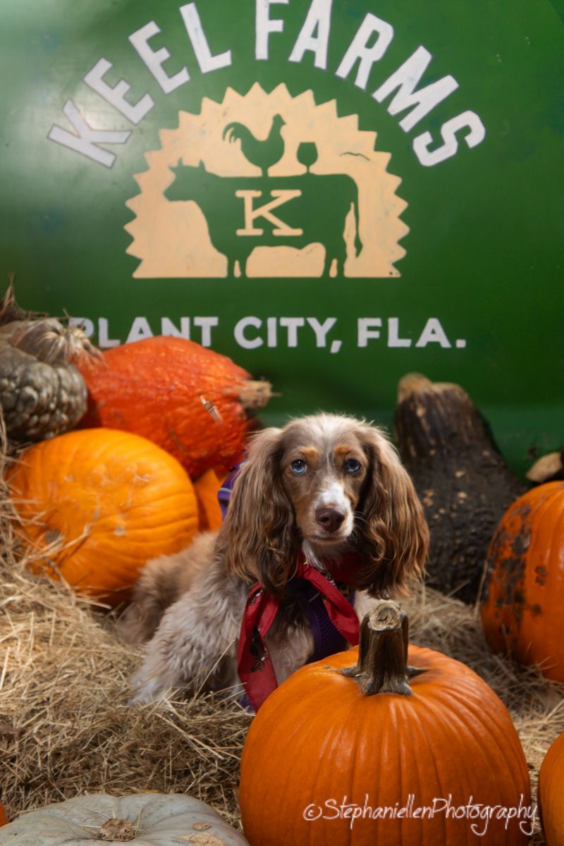 Brown spaniel dog wearing bandana sits among orange pumpkins at Keel Farms Plant City Florida fall harvest display.