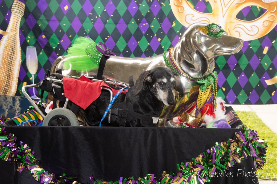 A disabled dog in a wheelchair dressed in a Mardi Gras costume with colorful beads and balloon decorations.