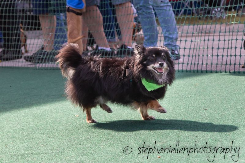 A fluffy black dog carries a green tennis ball in its mouth while playing on an artificial turf court.