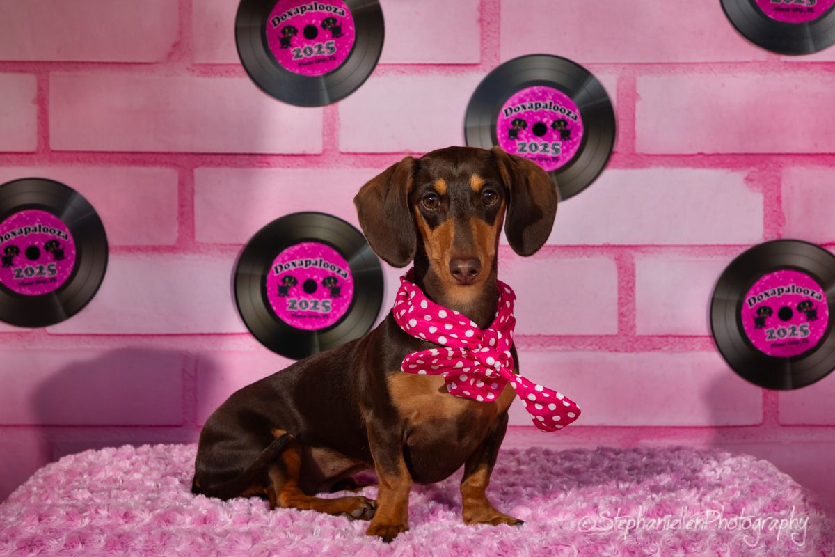 A cute dachshund puppy wearing a pink polka dot bow sits on a pink fluffy bed against a pink brick wall with vinyl records.