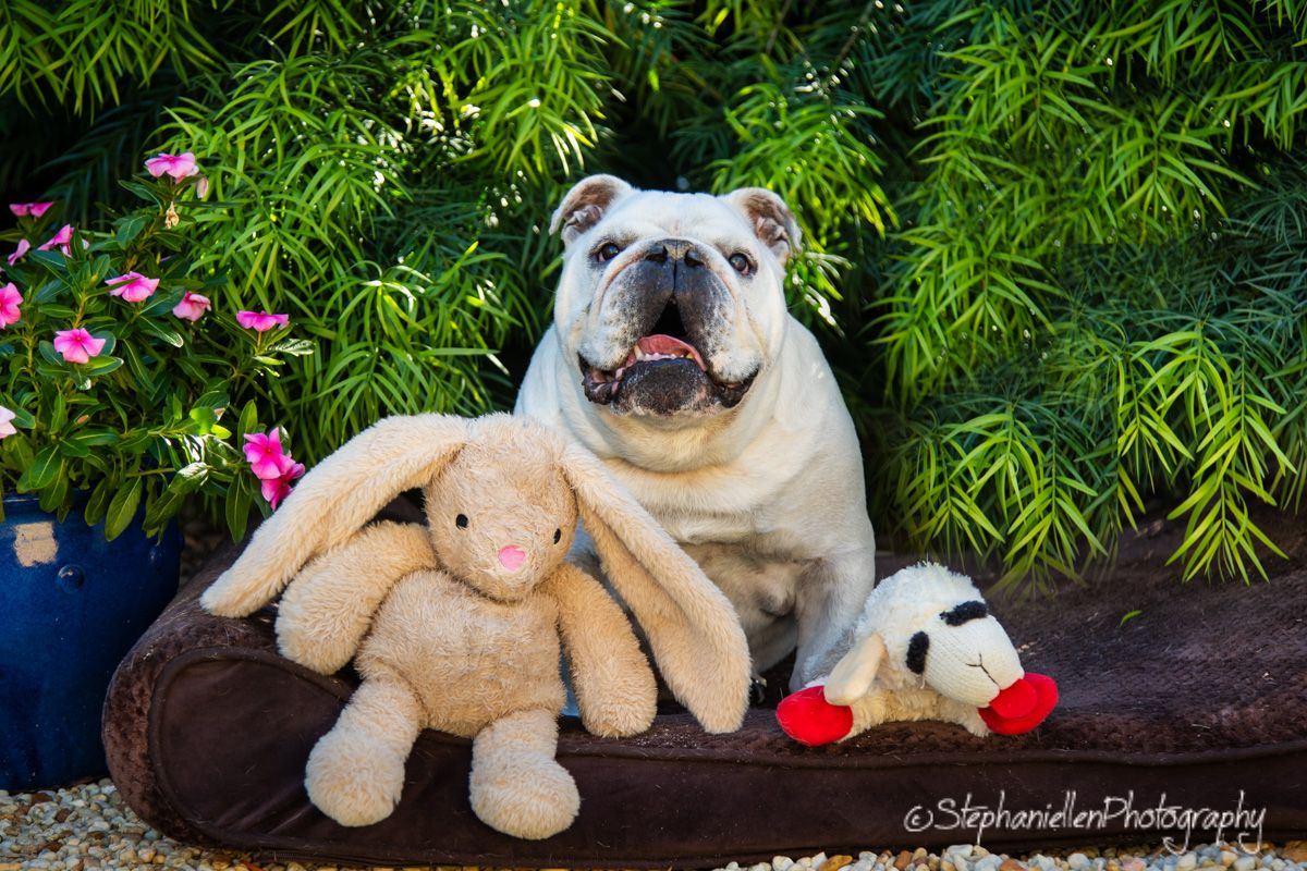 An English Bulldog sits on a dog bed surrounded by stuffed animal toys in a garden.