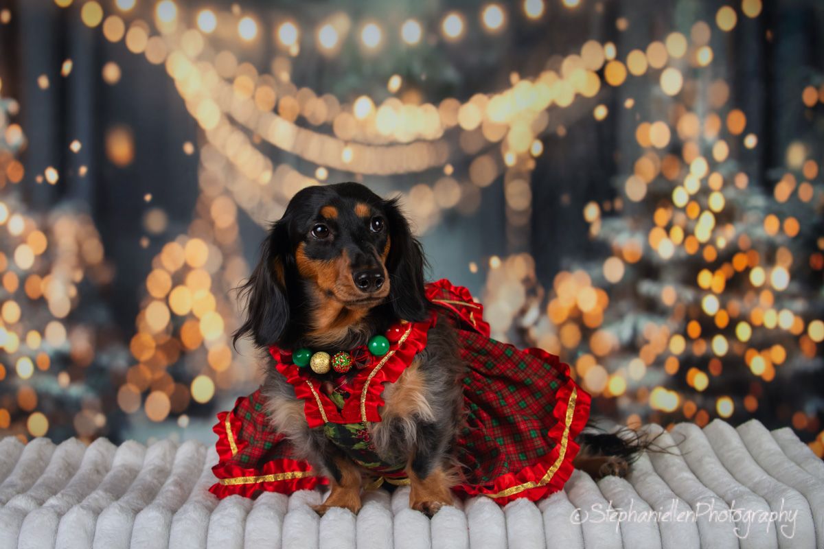 Dachshund in red plaid dress poses on white blanket with Christmas bokeh lights.