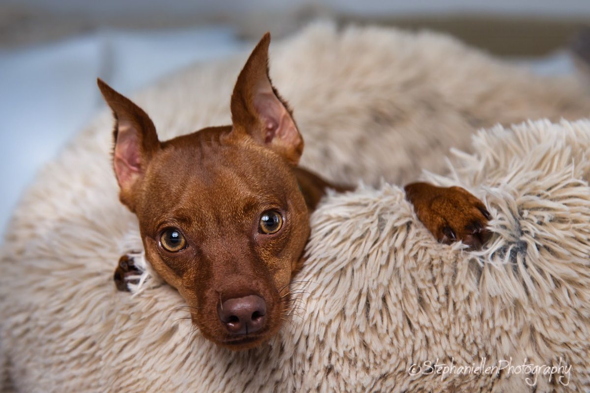 A brown Miniature Pinscher dog cuddles in a plush beige donut pet bed in a professional portrait.