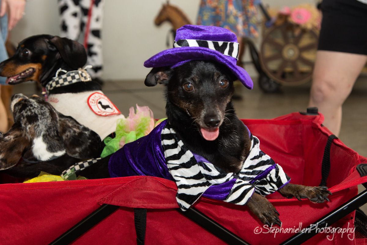 A small black dog dressed in a purple hat and zebra-print costume sits in a red wagon at a pet costume event.