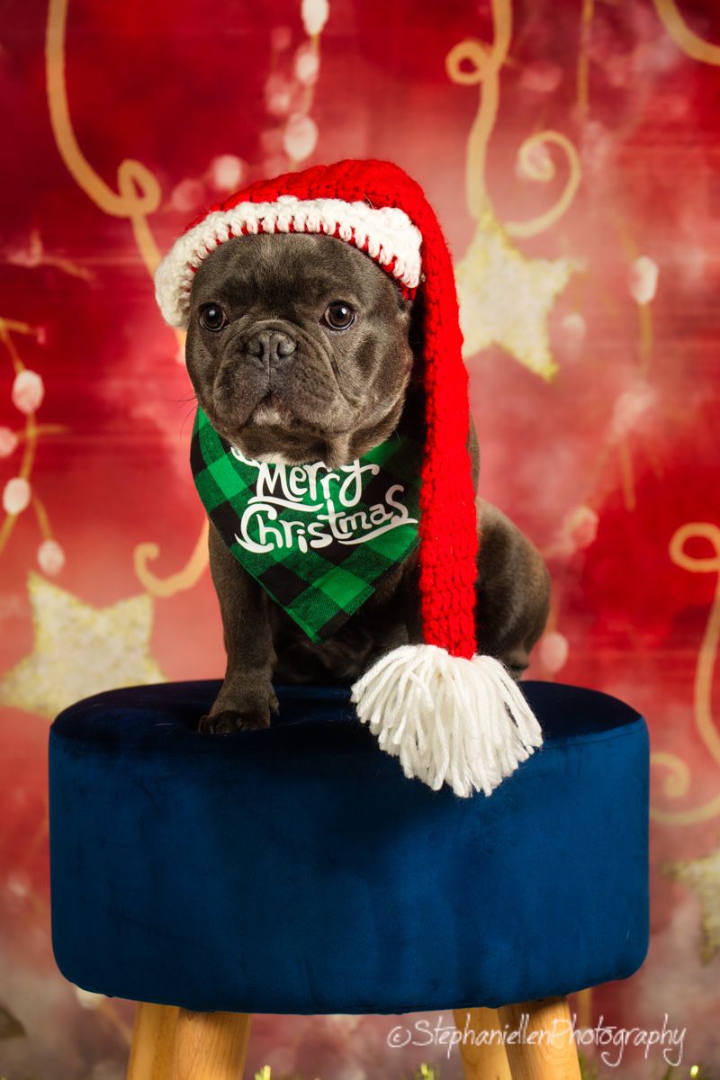 A French Bulldog puppy wearing a Santa hat and Merry Christmas bandana sits on a blue stool with red backdrop.