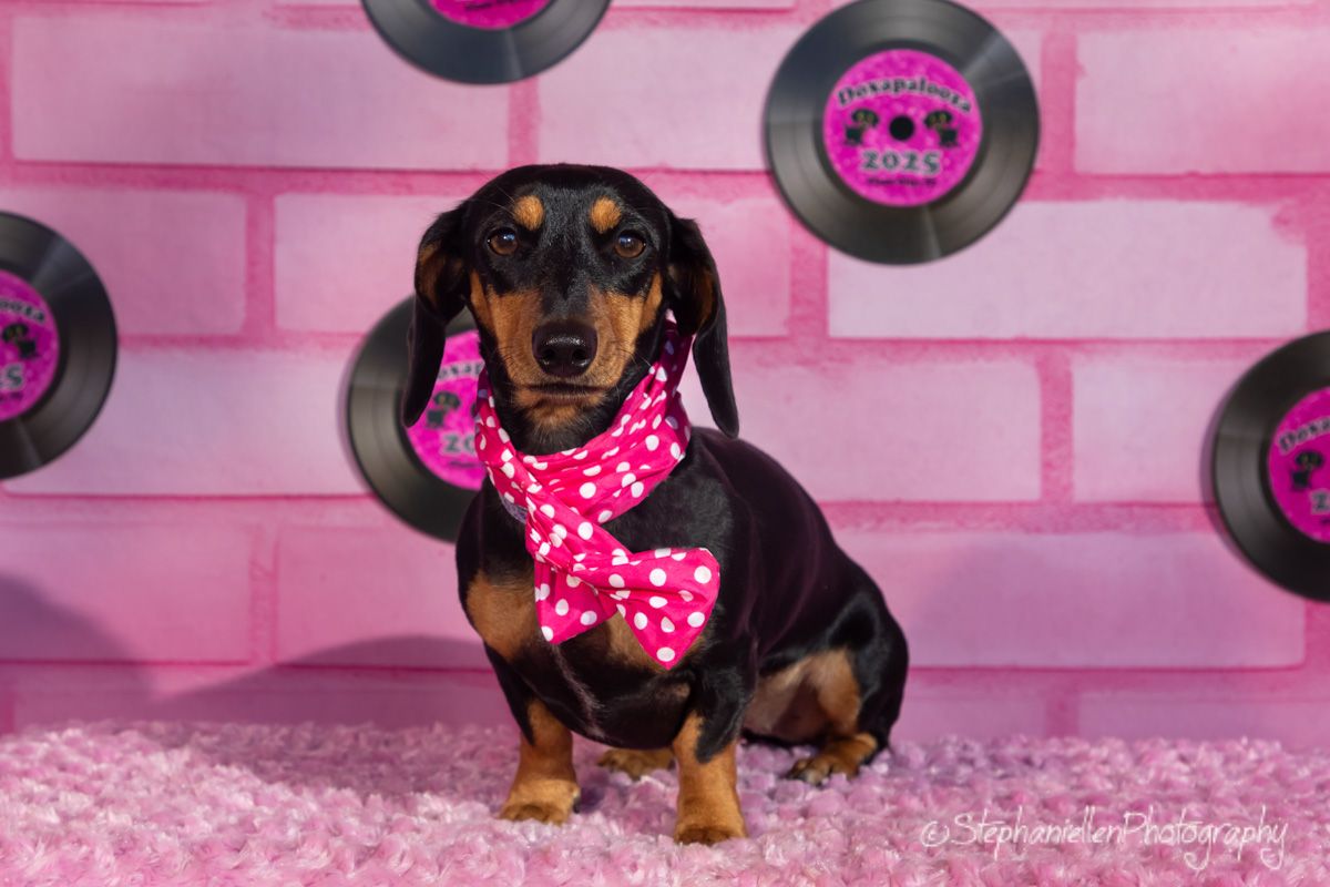 A cute black and tan dachshund wearing a pink polka dot scarf sits against a pink brick wall with vinyl records.