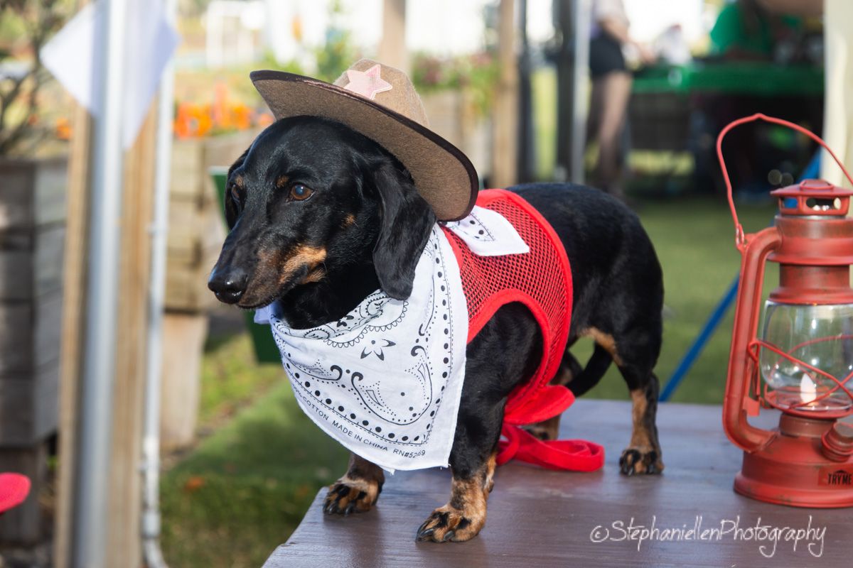Dachshund dog dressed as a cowboy with red vest, white bandana, and hat standing on a table.