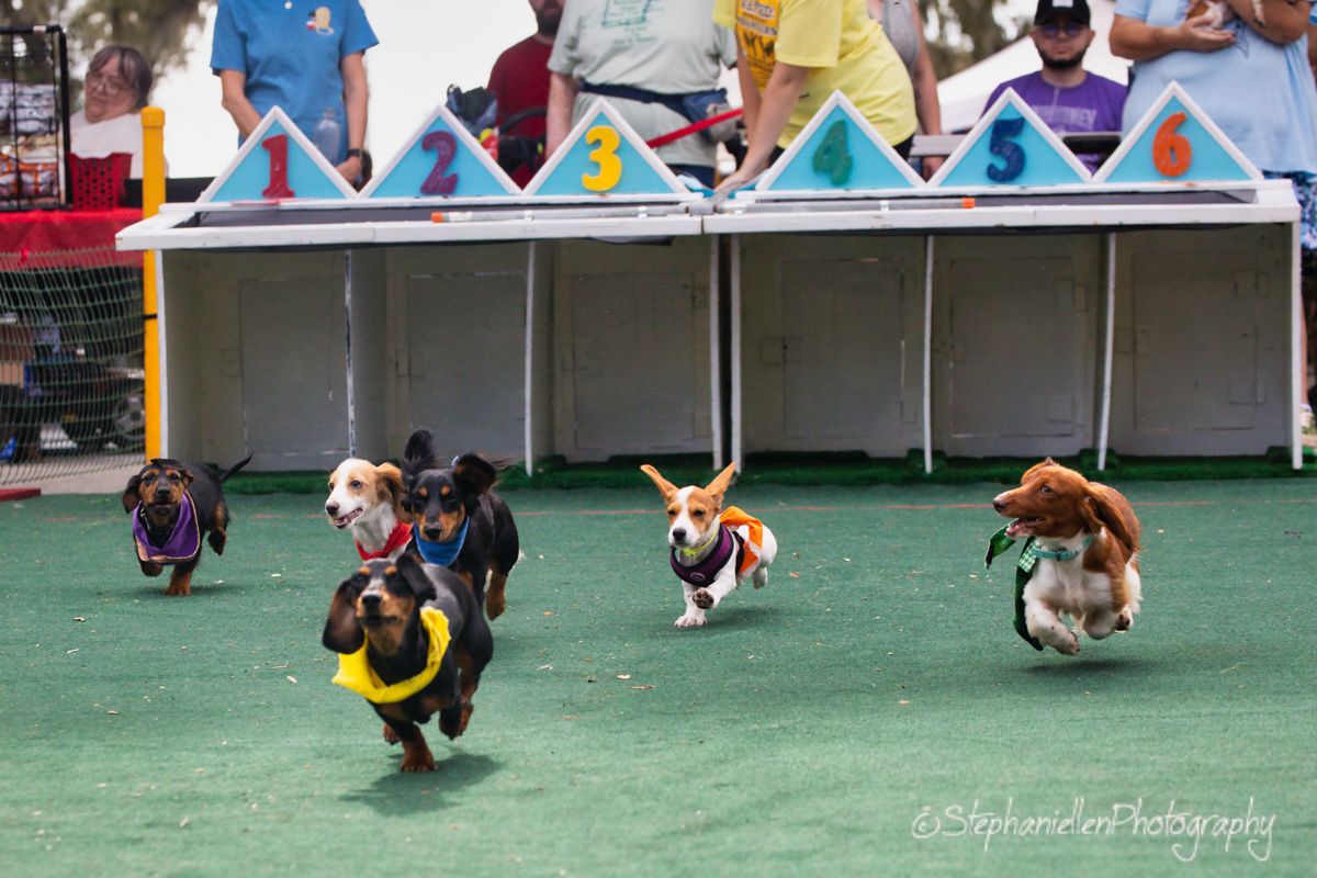 Dachshund dog race on green turf with numbered starting gates and dogs wearing colorful jackets mid-sprint.