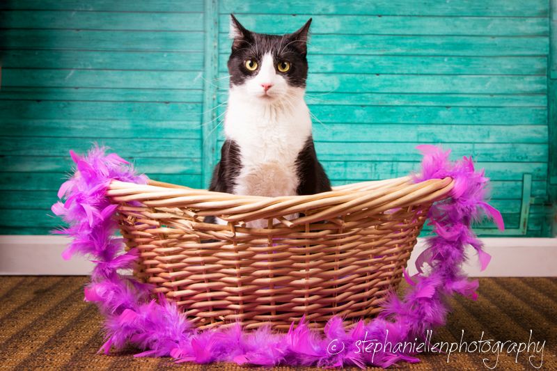 A tuxedo cat sits alert inside a wicker basket adorned with purple feather boas.